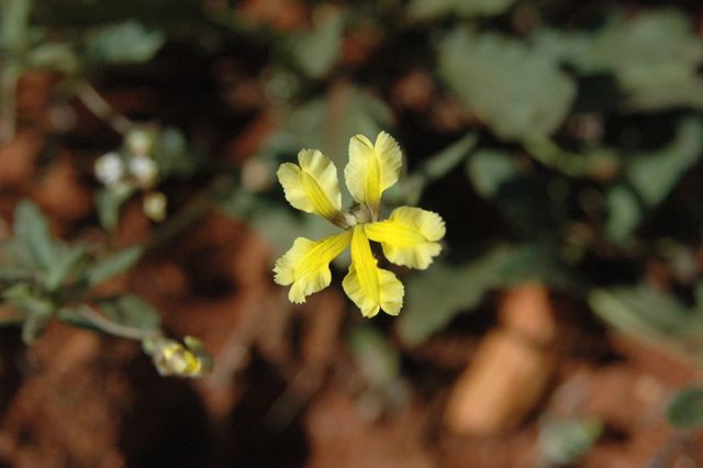 Goodenia cycloptera, near Nyngan, NSW