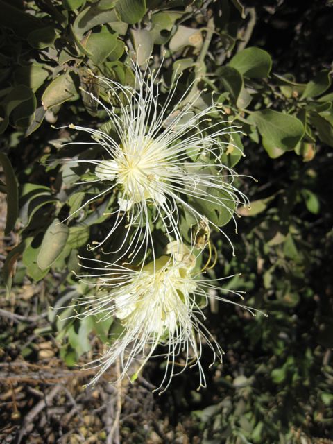 Capparis spinosa