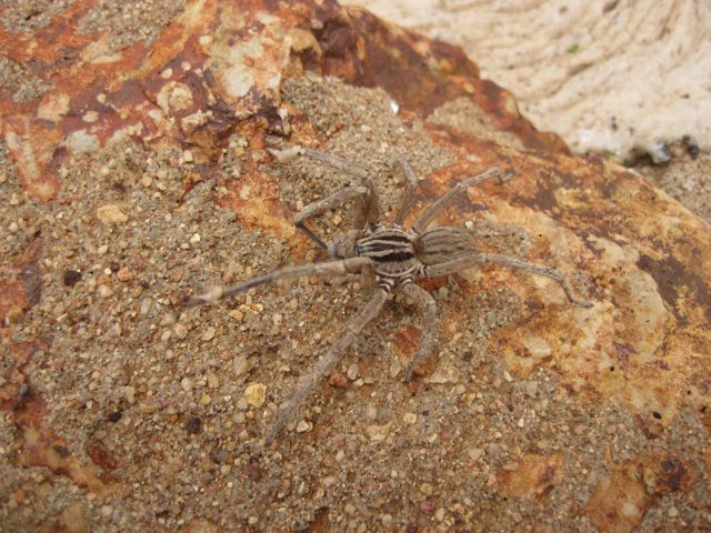 Huntsman escaping floodwaters