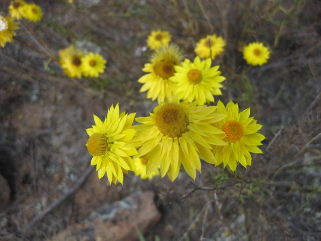 Bracteantha viscosa