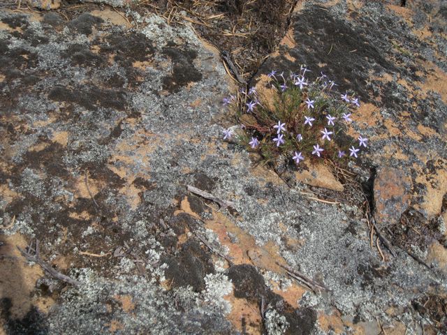 Isotoma axillaris, near Grenfell