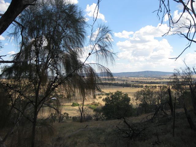 Allocasuarina verticillata