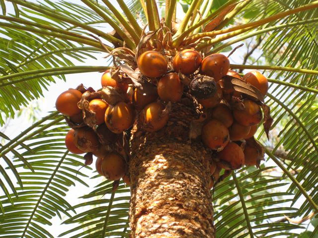 Cycas armstrongii