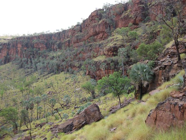 Livistona victoriae, Joe Creek