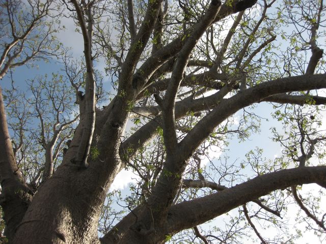 Adansonia gregorii at Big Horse Creek