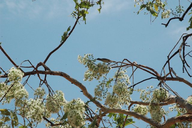 Rufous throated honeyeater on Cory...