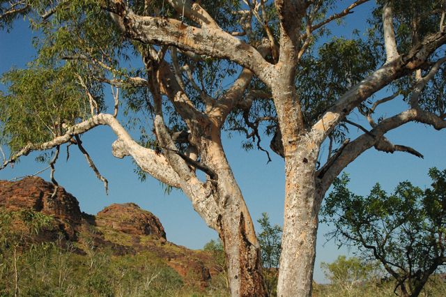 Corymbia dichromophloia, Keep River, Gurrandaing Walk