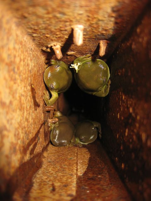 Green tree frogs Kununurra