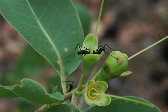 ants, Planchonia careya, Drysdale River stn