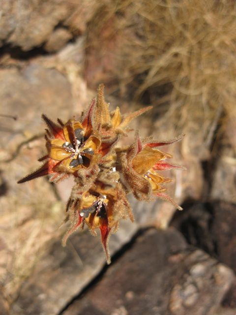 Hibiscus, Gardner Plateau, Walcott Inlet track