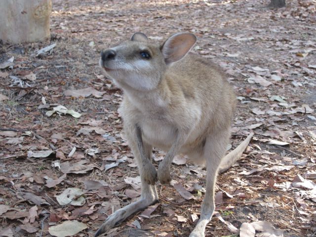 Agile wallaby, Mt Elizabeth