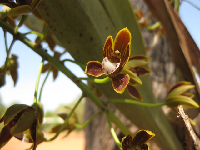 Cymbidium canaliculatum, Mt Barnett roadhouse