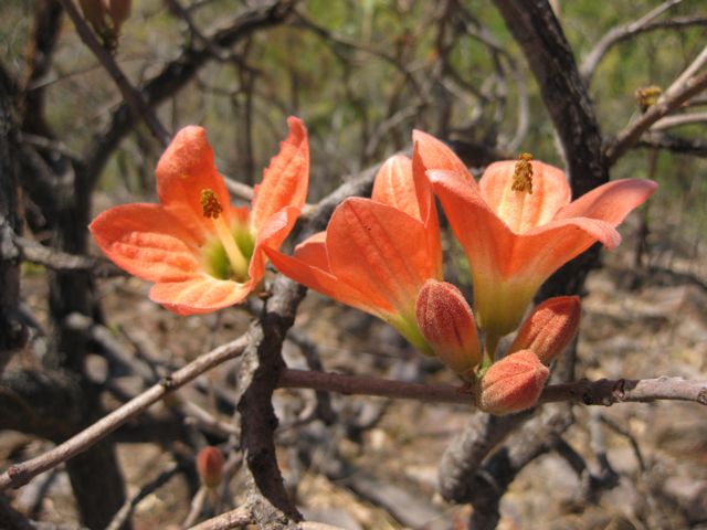 Brachychiton viscidulus not collected