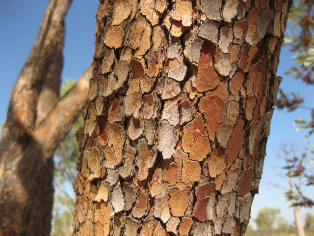 Corymbia terminalis nr Oscar Range