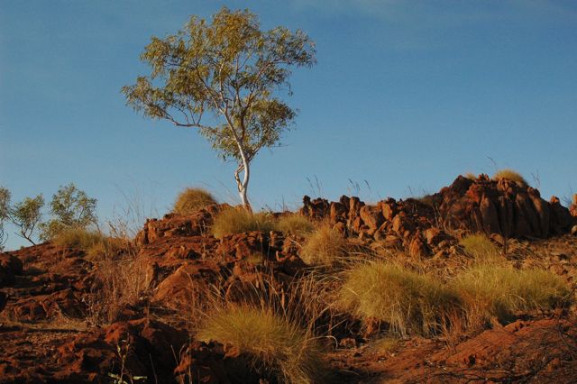 Eucalyptus cupularis