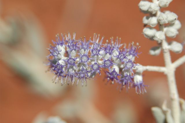 Newcastelia spodiotricha