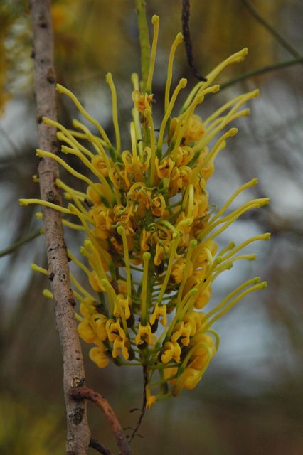 Hakea eyreana