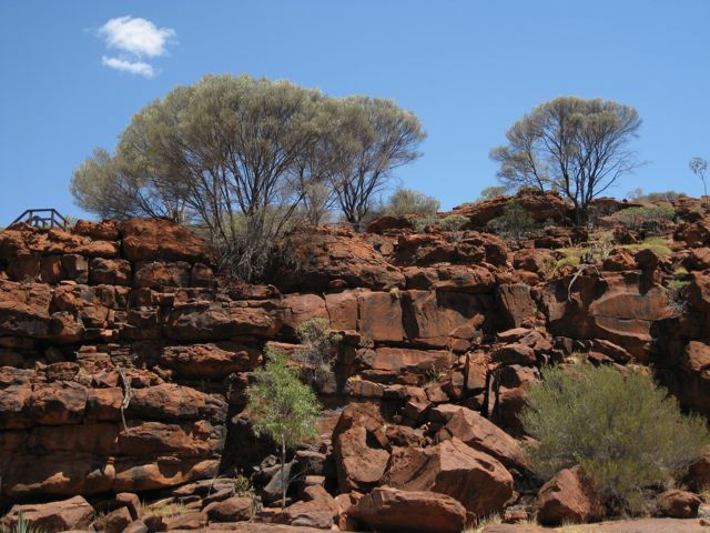 Acacia aneura above Palm Valley