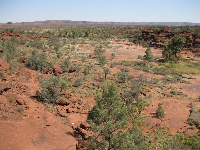 Livistona mariae fed by desert spring