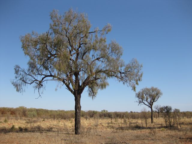 Allocasuarina decaisneana