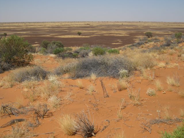 Dune & gibber plain, Diamantina NP