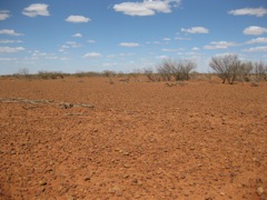gibbers & drought