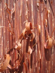 Acacia cyperophylla