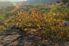 Eucalyptus brachyandra, Keep River, Gurrandaing Walk