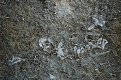 Riversleigh fossils