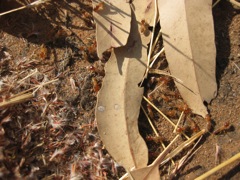 termites, Keep River, Gurrandaing Walk