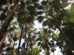 Livistona nasmophila, Zebedee Springs