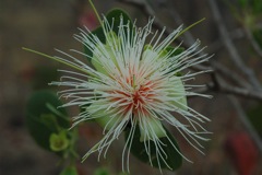 Planchonia careya, Drysdale River stn