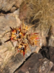 Hibiscus, Gardner Plateau, Walcott Inlet track