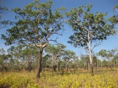 Eucalyptus miniata, Mt Elizabeth