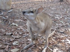 Agile wallaby, Mt Elizabeth