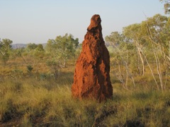 Red termite mound
