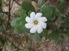 Gardenia pyriformis