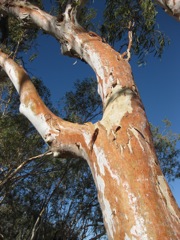 Eucalyptus camaldulensis, Stretch Lagoon