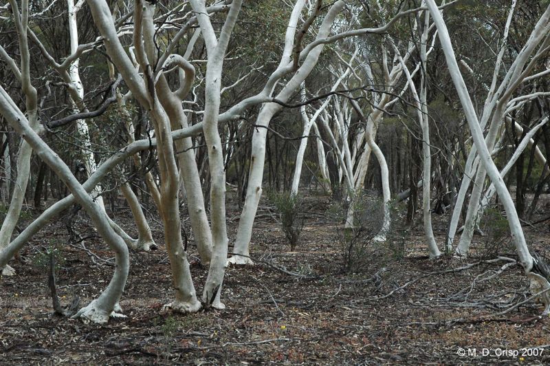 11 Eucalyptus erythronema