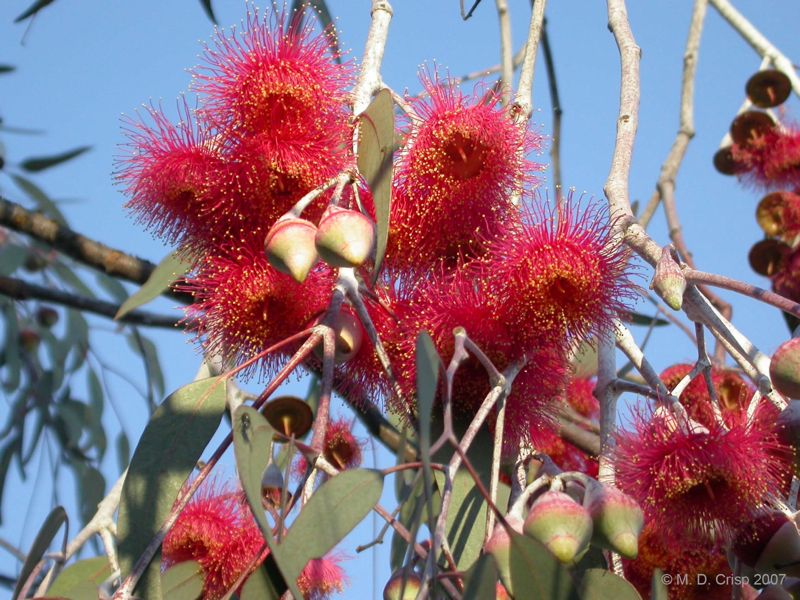 12 Eucalyptus caesia