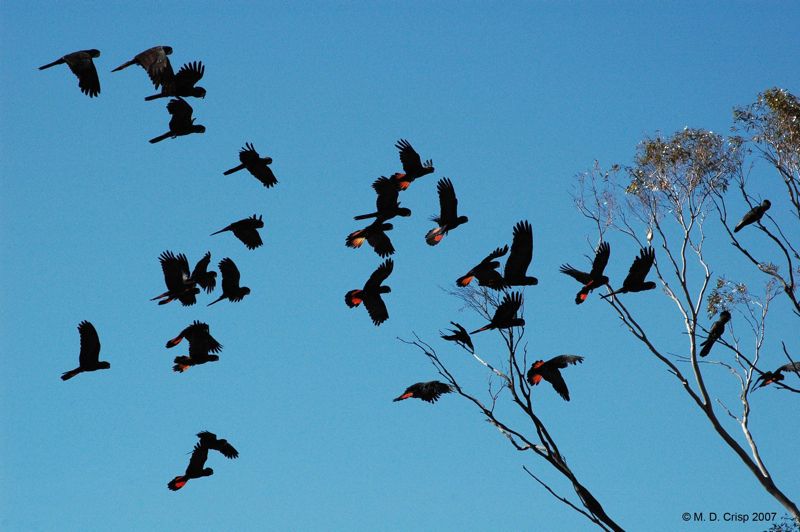 17 Red-tailed black cockatoos