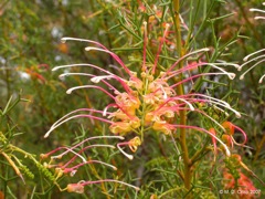 10 Grevillea dielsiana