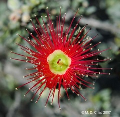 14 Kunzea pulchella