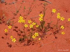 21 Goodenia pinnatifida