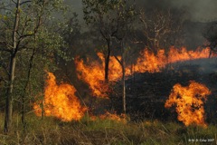 30 Savanna burning