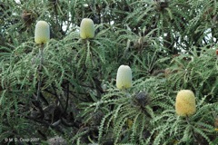 04 Banksia speciosa