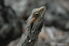 51 Bearded dragon