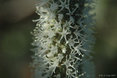 55 Xanthorrhoea fulva