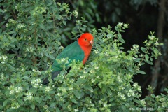 56 King Parrot