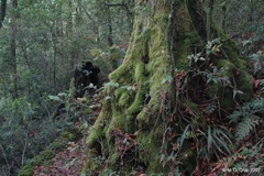 57 Antarctic beech